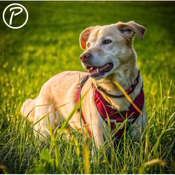 Petlando Outdoor Hundesele - Berry/sort