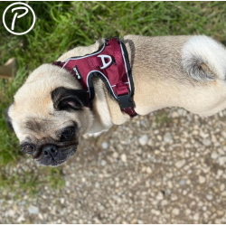 Petlando Outdoor Hundesele - Berry/sort