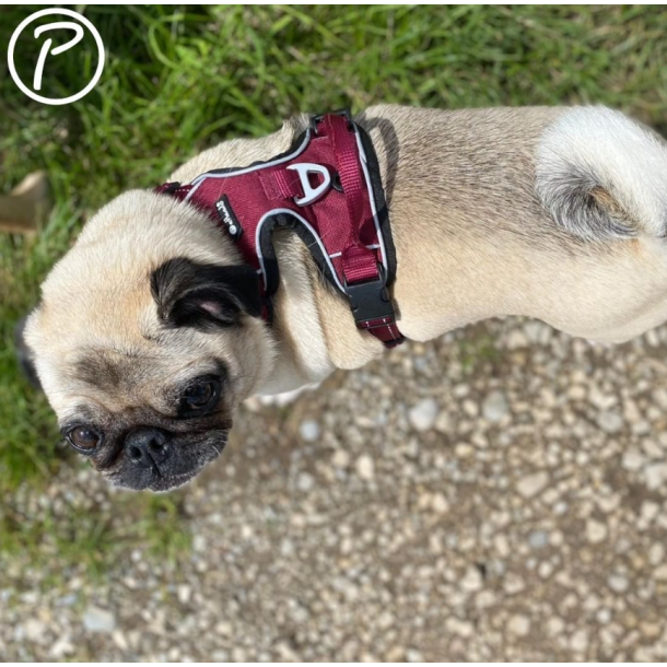 Petlando Outdoor Hundesele - Berry/sort