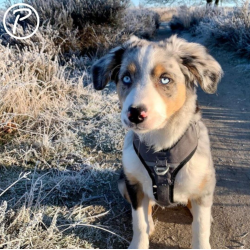 Petlando Outdoor Hundesele - Gr/petroleum