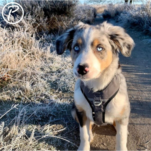 Petlando Outdoor Hundesele - Gr/petroleum