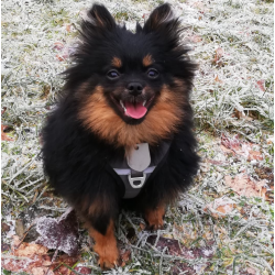 Petlando Outdoor Hundesele - Gr/petroleum