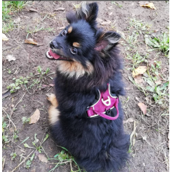 Petlando Outdoor Hundesele - Berry/sort