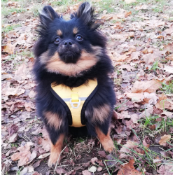 Petlando Outdoor Hundesele - Gul/gr