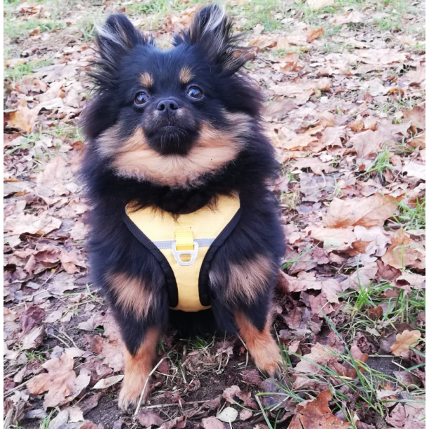 Petlando Outdoor Hundesele - Gul/gr