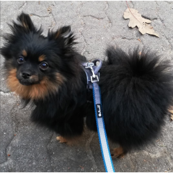 Petlando Outdoor Justerbar Hundesnor - Gr/petroleum