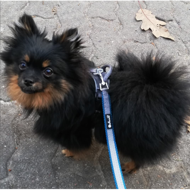 Petlando Outdoor Justerbar Hundesnor - Gr/petroleum