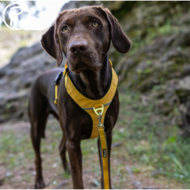 Petlando Outdoor Justerbar Hundesnor - Gul/gr