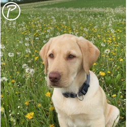 Petlando Mesh Halsbnd - Gr