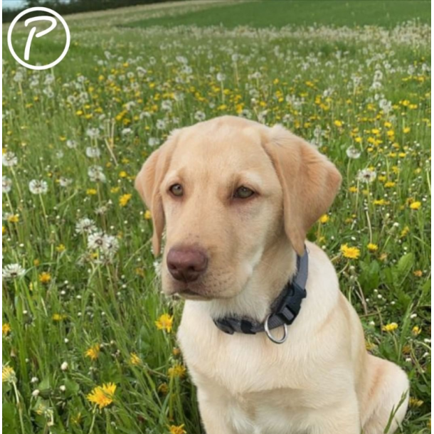 Petlando Mesh Halsbnd - Gr