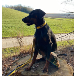 Petlando Outdoor Hundehalsbnd - Gul/gr