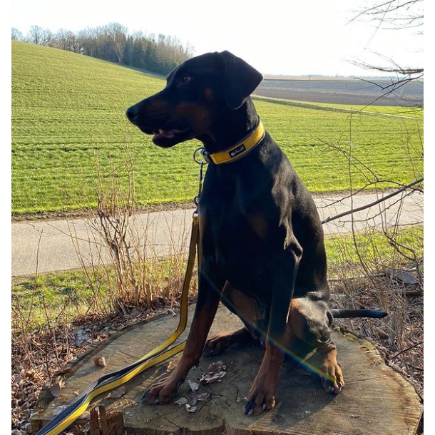 Petlando Outdoor Hundehalsbnd - Gul/gr