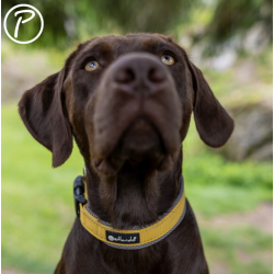 Petlando Outdoor Hundehalsbnd - Gul/gr