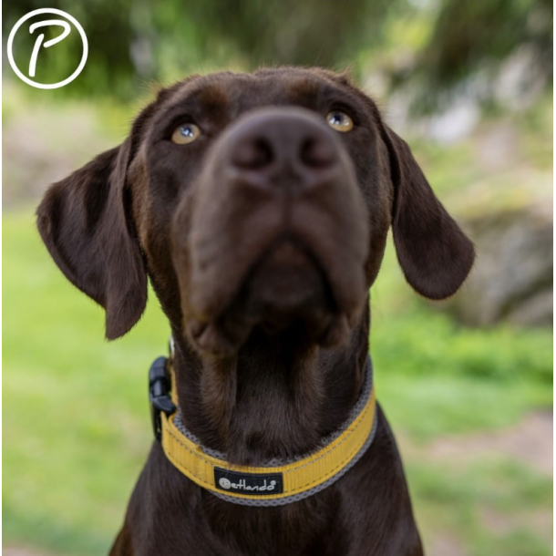 Petlando Outdoor Hundehalsbnd - Gul/gr