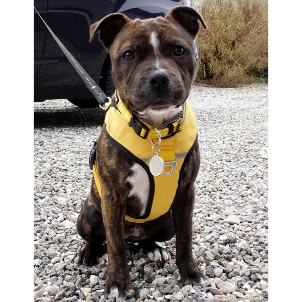 Petlando Outdoor Hundehalsbnd - Gul/gr