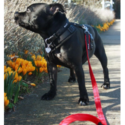 Petlando Outdoor Justerbar Hundesnor - Sort/rd