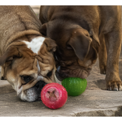  Dog Comets - Treat Locker 
