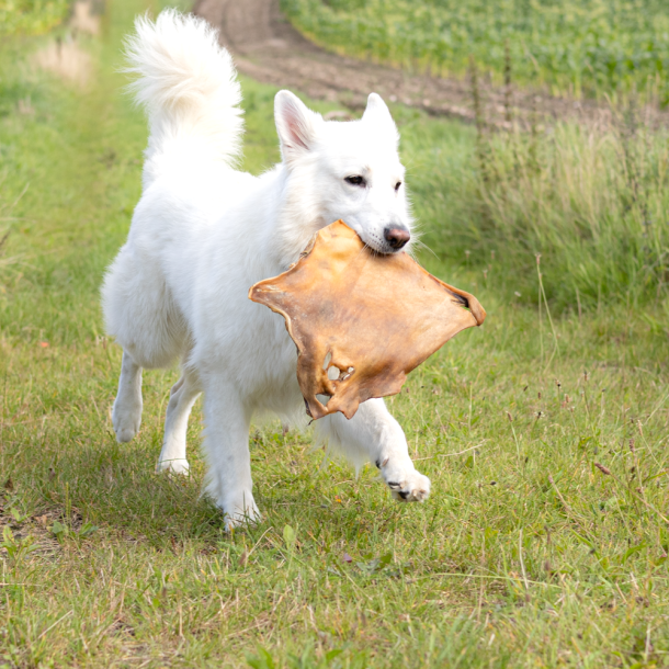 Snack'it Pandebraskplade 30x30cm i folie (Okse)