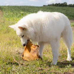 Snack'it Pandebraskplade 30x30cm i folie (Okse)