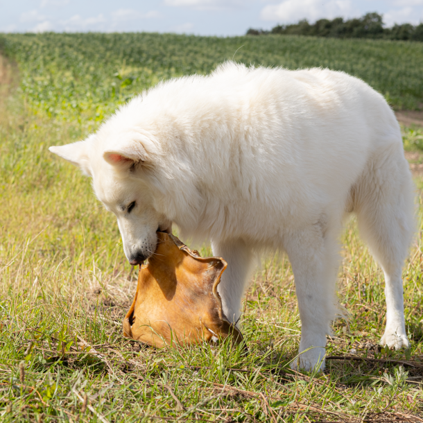 Snack'it Pandebraskplade 30x30cm i folie (Okse)