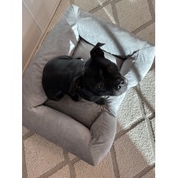 Tacoma Ortho Hundeseng - Gr�