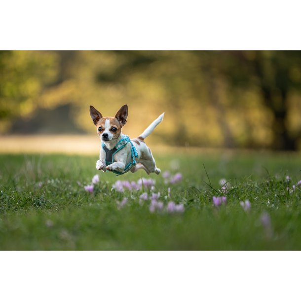 Non-Stop Dogwear Line Harness CLIP'N - ice blue