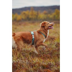 Non-Stop Dogwear Line Harness CLIP'N - ice blue