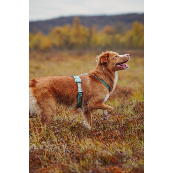 Non-Stop Dogwear Line Harness CLIP'N - ice blue