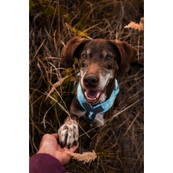 Non-Stop Dogwear Line Harness CLIP'N - ice blue