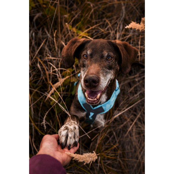 Non-Stop Dogwear Line Harness CLIP'N - ice blue