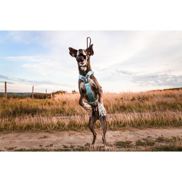 Non-Stop Dogwear Line Harness CLIP'N - ice blue