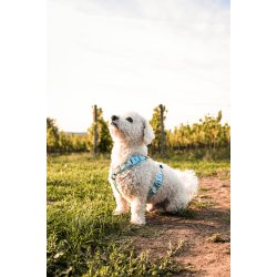 Non-Stop Dogwear Line Harness CLIP'N - ice blue