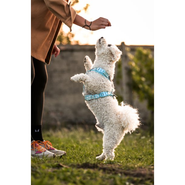 Non-Stop Dogwear Line Harness CLIP'N - ice blue