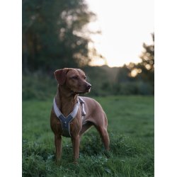 Non-Stop Dogwear Line Harness CLIP'N - Sand