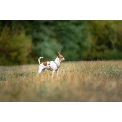 Non-Stop Dogwear Line Harness CLIP'N - Sand