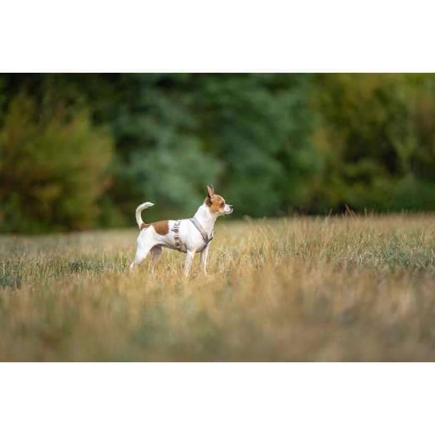Non-Stop Dogwear Line Harness CLIP'N - Sand