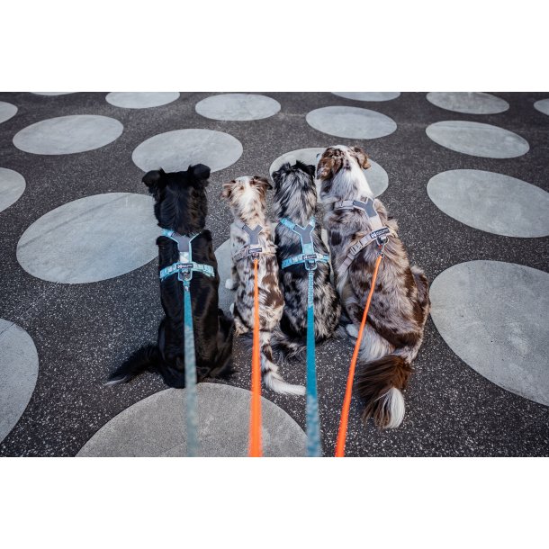 Non-Stop Dogwear Line Harness CLIP'N - Sand