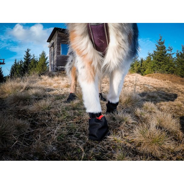 Non-Stop Dogwear - Solid Sock