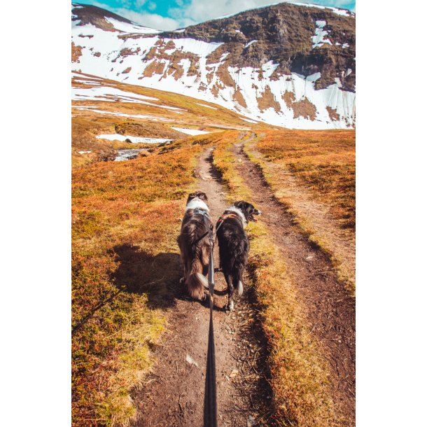 Non-stop Dogwear - Strong hundesnor