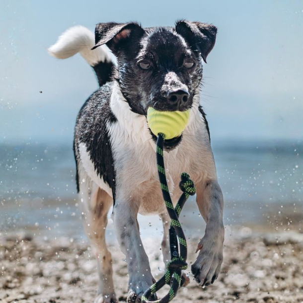 Petlando - Ruffies Throw Ball