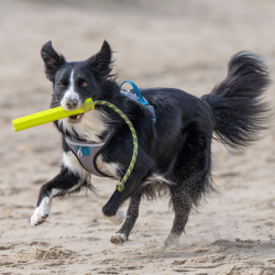 Petlando - Ruffies Throw Stick