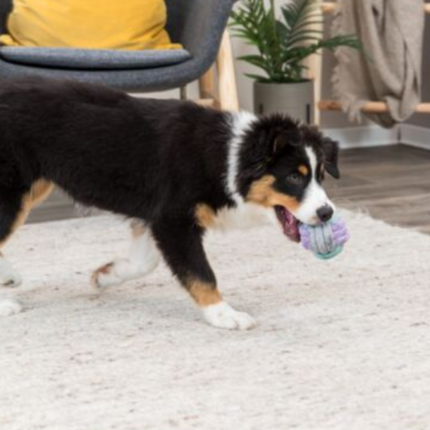 Hvalpe/junior knot ball, reb