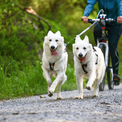 Non-Stop Dogwear Freemotion