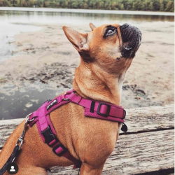 Petlando Y-Comfort Hundesele - Fuchsia