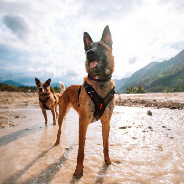 Non-Stop Dogwear Rock Justerbart Halsbnd