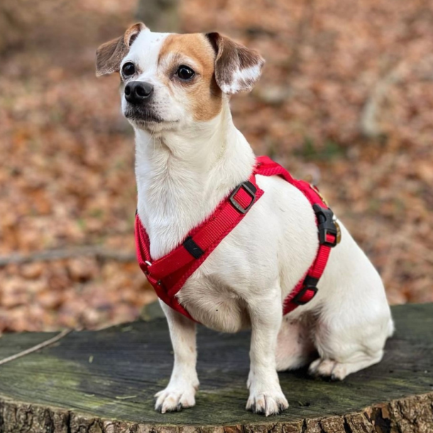 Petlando Y-Comfort Hundesele - Rd