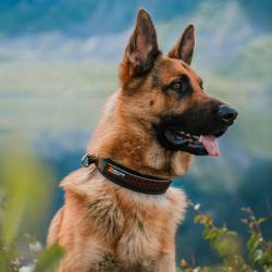 Non-Stop Dogwear Rock Halsbnd