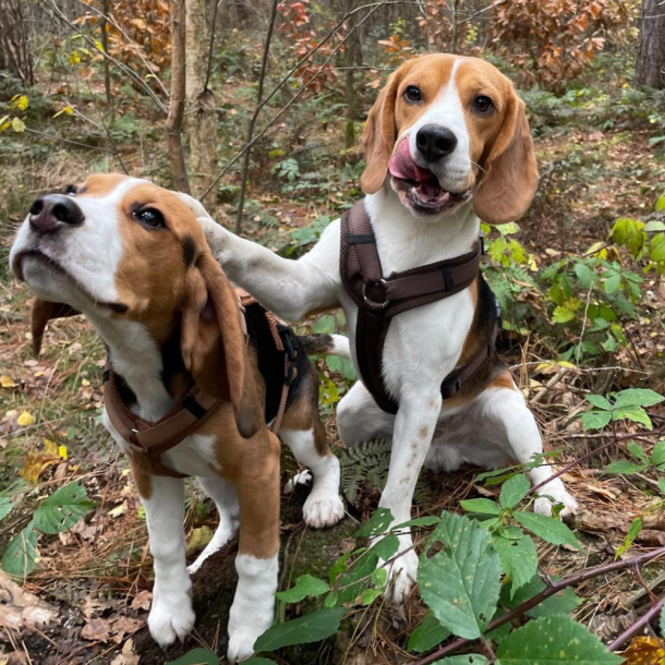 Petlando Y-Comfort Hundesele - Mocha