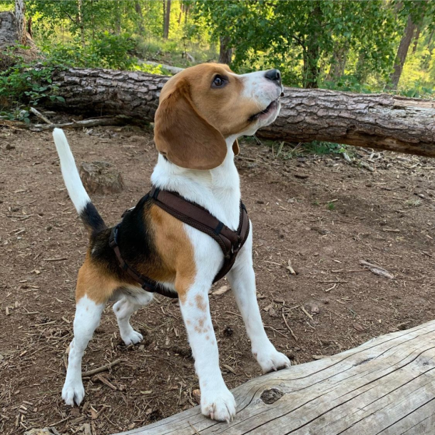 Petlando Y-Comfort Hundesele - Mocha