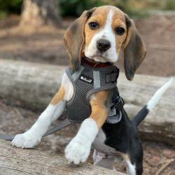 Petlando Mesh Vest - Gr